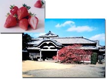 イチゴと鍋島邸