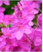 ミヤマキリシマ(ズーム)4