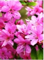 ミヤマキリシマ(ズーム)5.